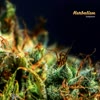 Solipsism - Herbalism [Mighty Force]
